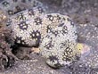 Snowflake Moray Eel
